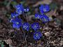 Hepatica nob.Giselle